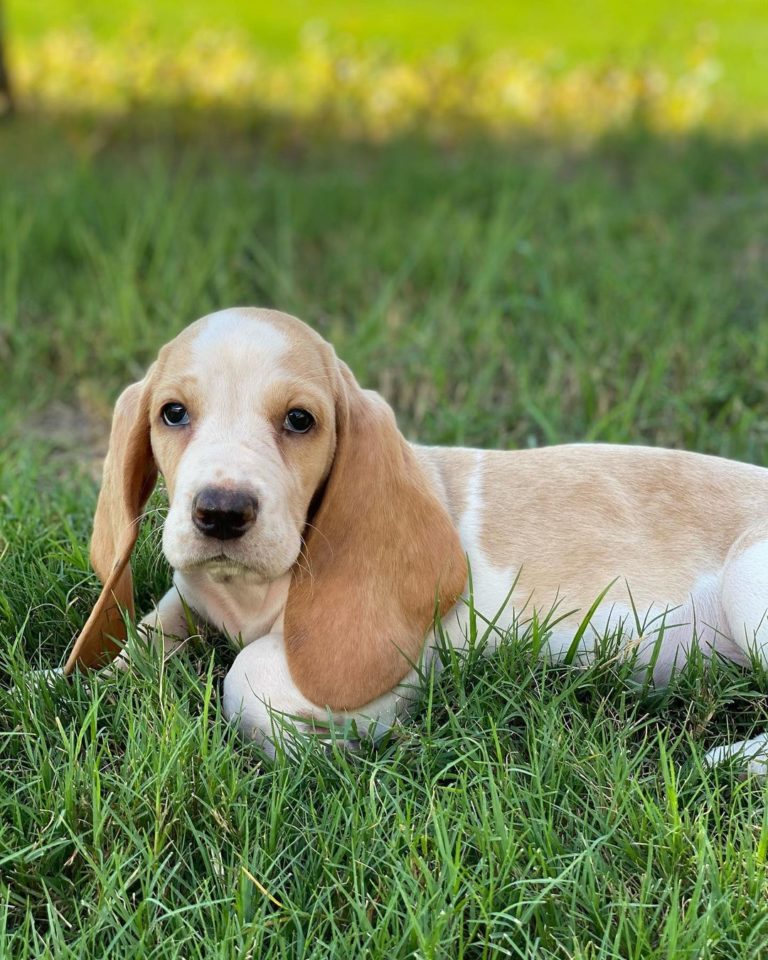 Basset Hound Colors: 10+Color Combinations & Markings