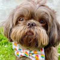 Liver Shih Tzu The Story Behind This Rare Beauty