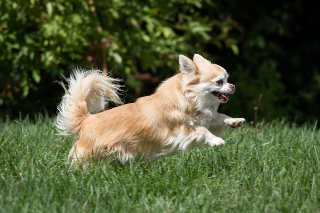 Long Haired Chihuahua Playing 1024x684 