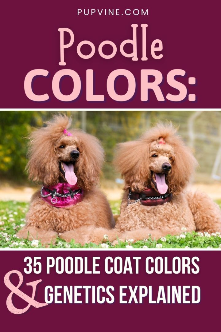 Poodle Colors 35 Poodle Coat Colors And Explained