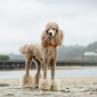 poodle standing outdoor