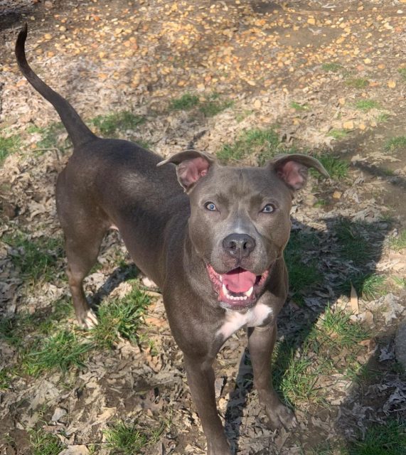 Colby Pitbull: The Famous Black-Nosed Pitbull Bloodline