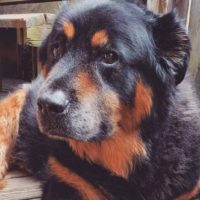 chow chow rottweiler mix