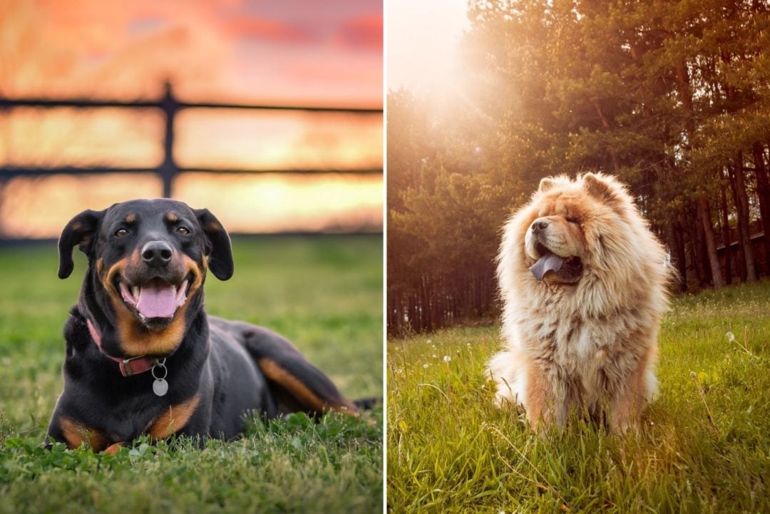 Rottweiler Chow Chow Mix - Adorable Yet Powerful Dog