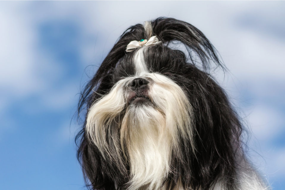 teddy bear shih tzu black and white