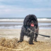 silver shih tzu on beach