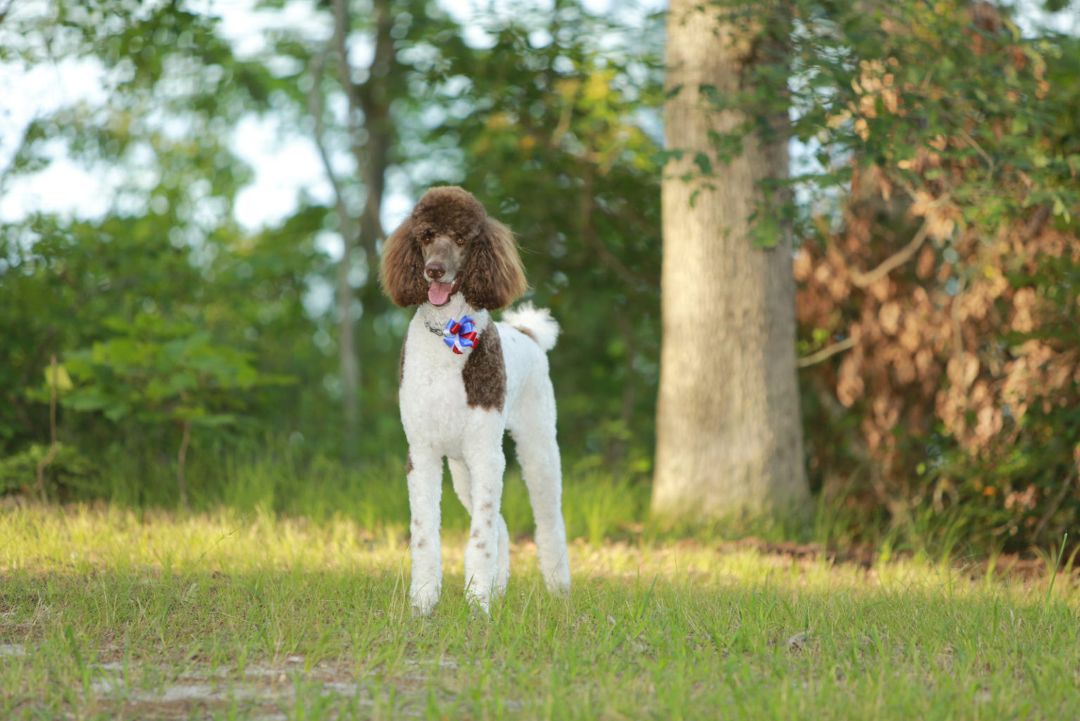 Poodle Colors: 35 Poodle Coat Colors And Genetics Explained