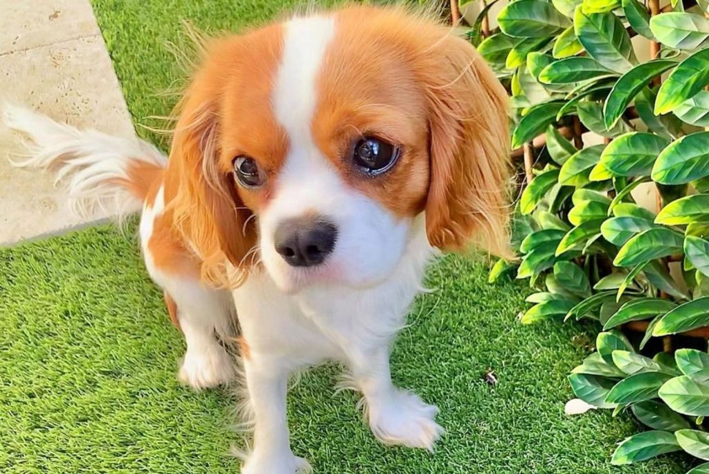 cavalier king charles spaniel rescue midwest