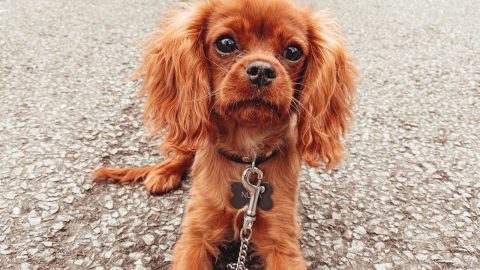 cavalier teacup spaniel