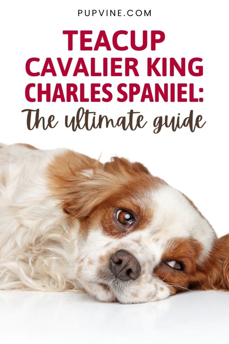 Teacup Cavalier King Charles Spaniel: The Ultimate Guide