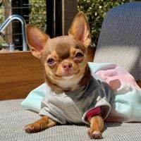 cute teacup chihuahua