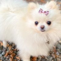 white teacup pomeranian