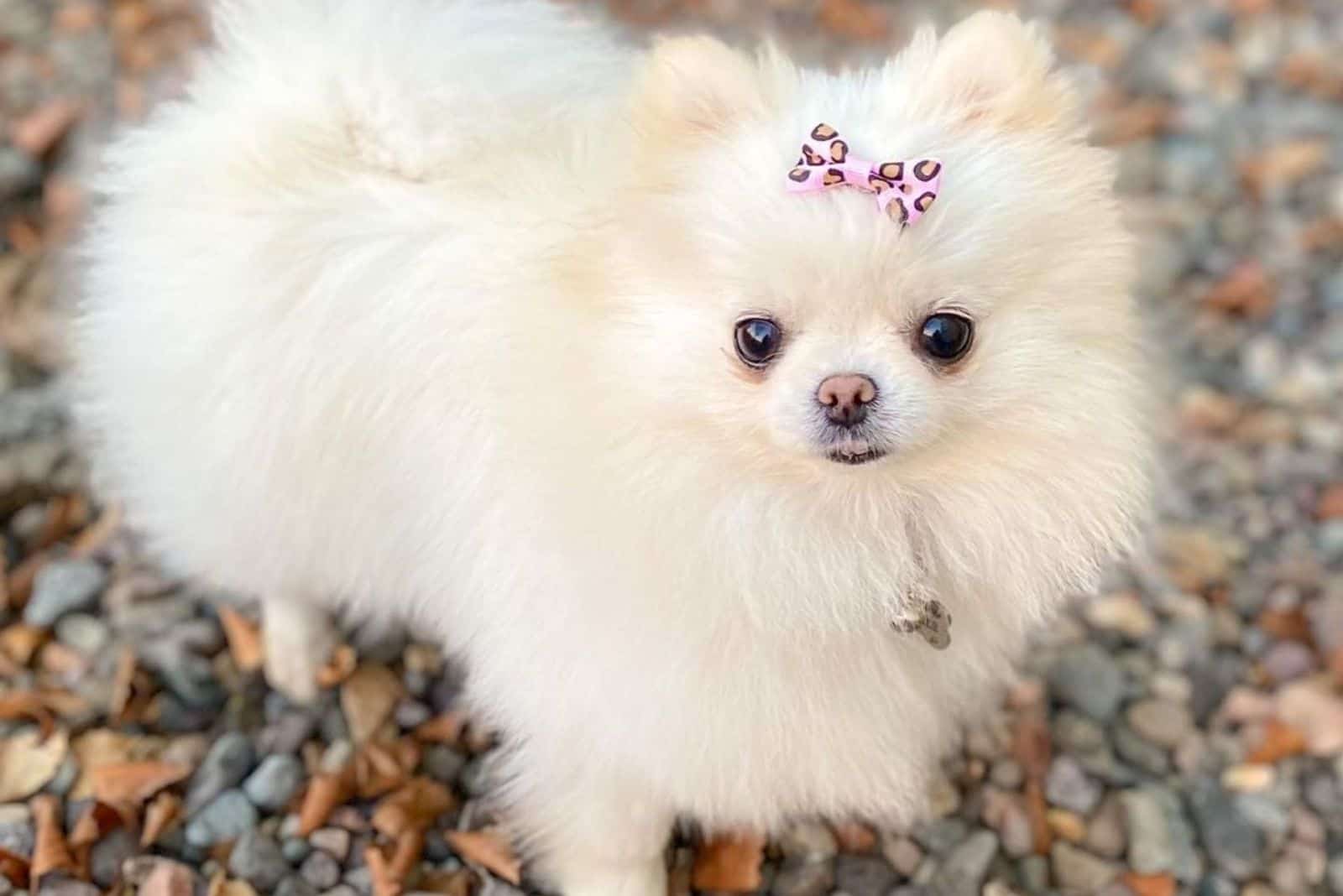 Teacup Pomeranian Breed Information And Ultimate Care Guide 