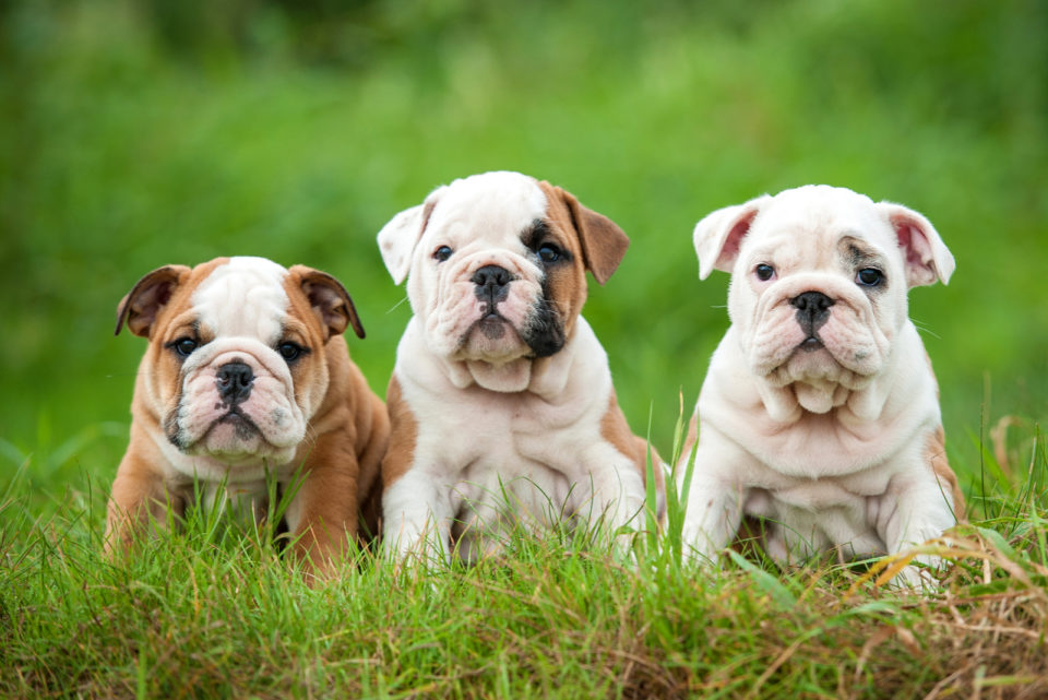 English Bulldog Price - The Cost of Little Bullies