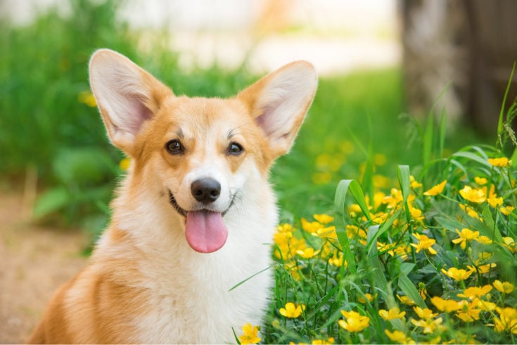 Corgi Saint Bernard Mix: Your Guide To A Rare Cross Breed