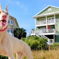 white doberman vs albino doberman