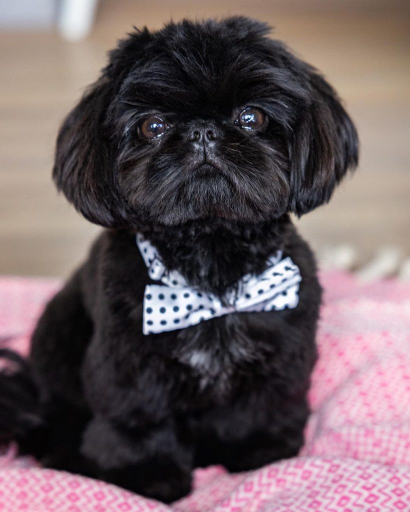 shih tzu stuffed animal black and white