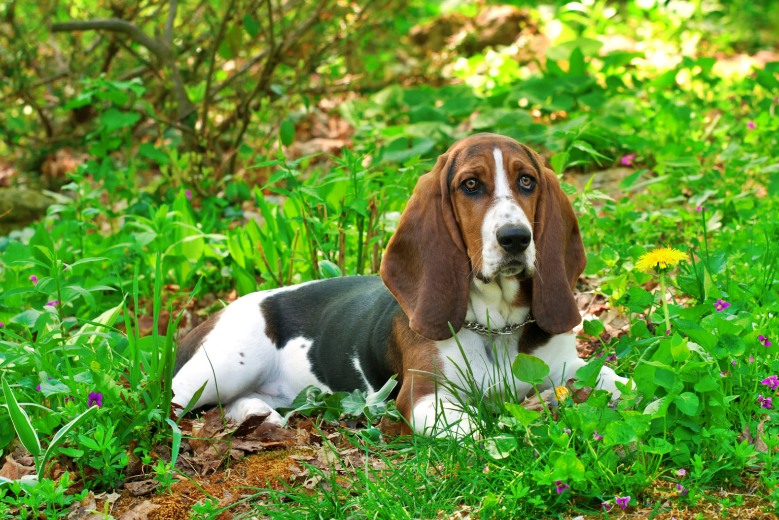 Basset Hound Colors: 10+Color Combinations & Markings