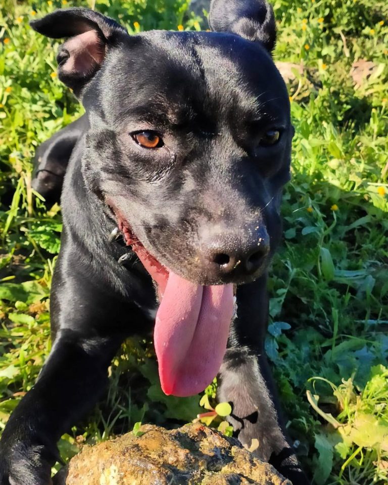 Black Pitbull: Aggressive Hounds Or Sweet Angels?