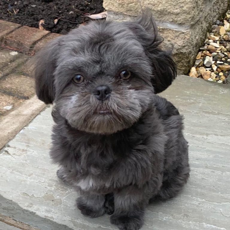 69+ Black And Grey Shih Tzu Dog Photo - Codepromos