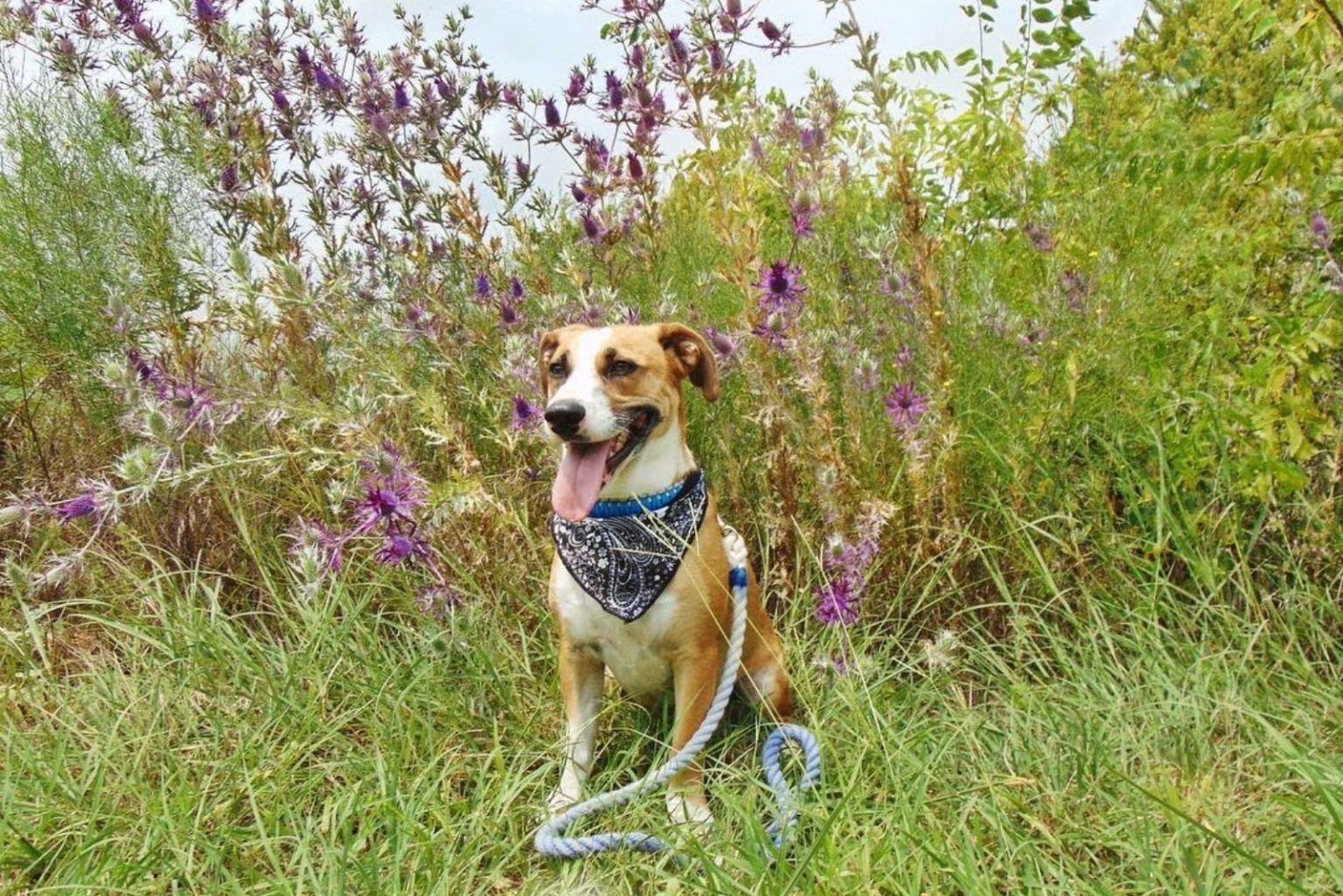 Corgi Boxer Mix: A Great Hunter Or An Adorable Family Pup?