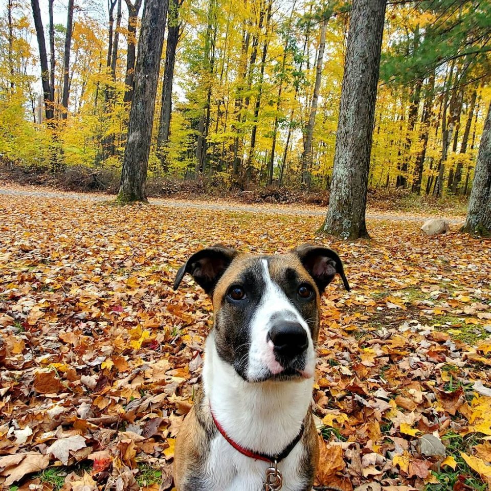 Corgi Boxer Mix: A Great Hunter Or An Adorable Family Pup?