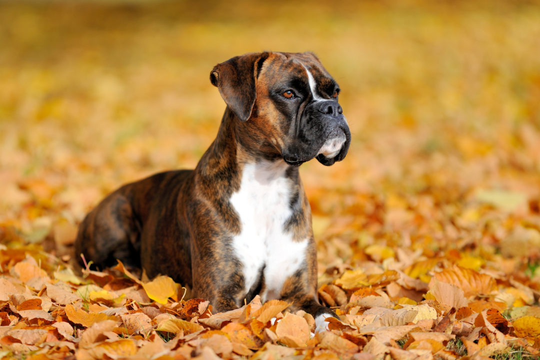 3 Beautiful Boxer Colors & 5 Markings Described