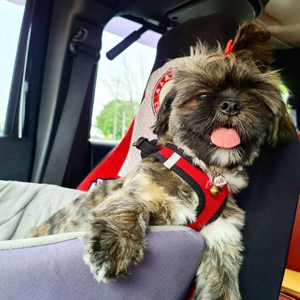 Brindle Shih Tzu A Complete Guide To Shih Tzu Coat Colors