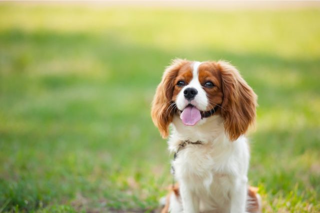 Teacup Cavalier King Charles Spaniel: The Ultimate Guide