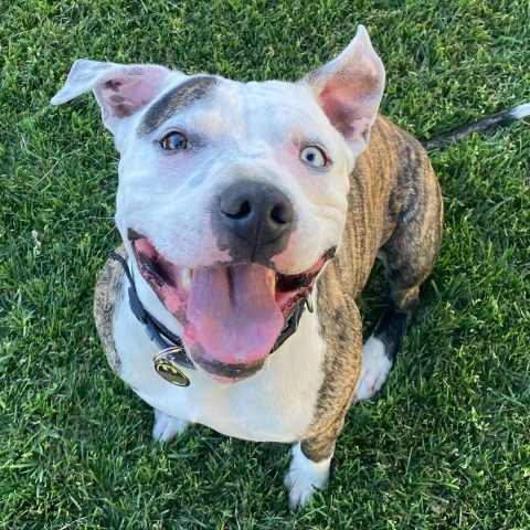 Colby Pitbull: The Famous Black-Nosed Pitbull Bloodline