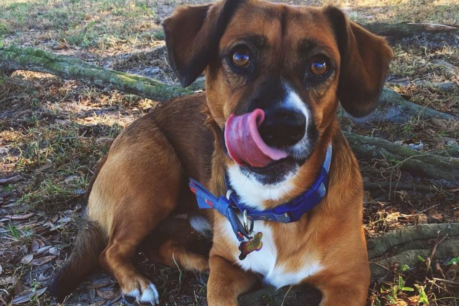 Corgi Boxer Mix: A Great Hunter Or An Adorable Family Pup?