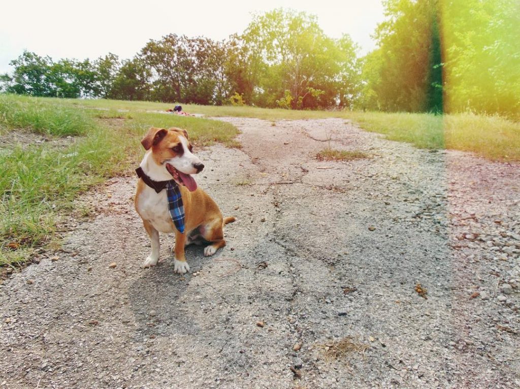 Corgi Boxer Mix: A Great Hunter Or An Adorable Family Pup?