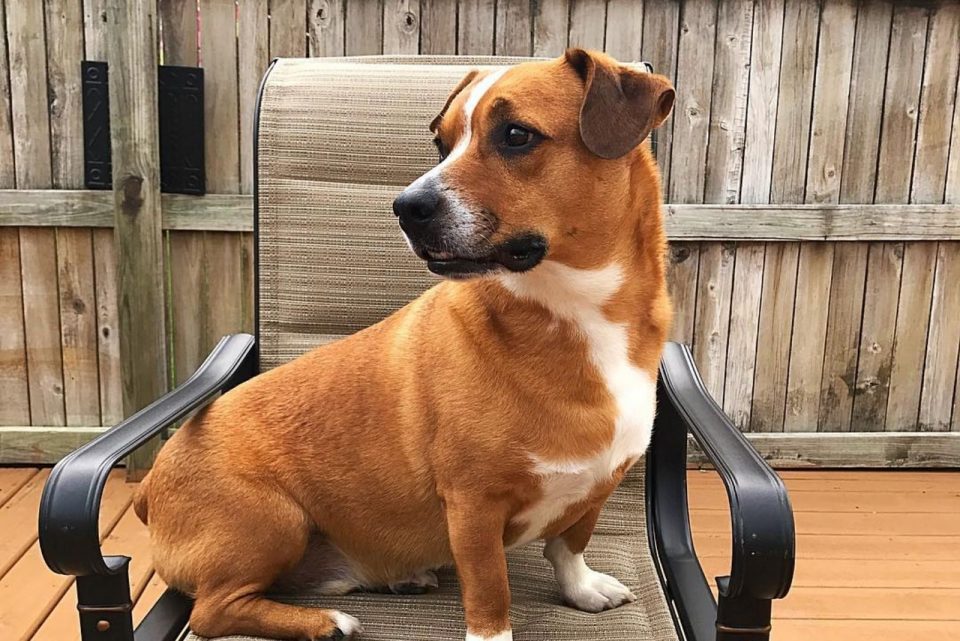 Corgi Boxer Mix: A Great Hunter Or An Adorable Family Pup?