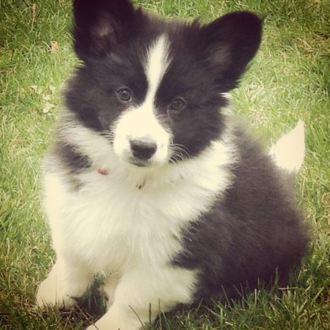 34 Adorable Corgi Mixes That Will Make You Go 'Awwww!'