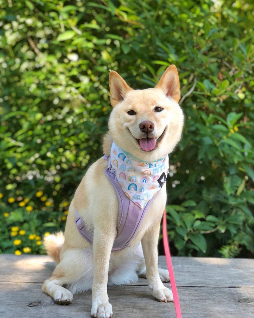 Cream Shiba Inu: The Rarest Shiba Color You'll Adore