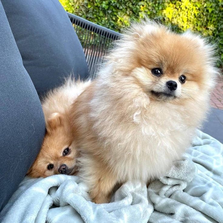 Teacup Pomeranian: Breed Information And Ultimate Care Guide