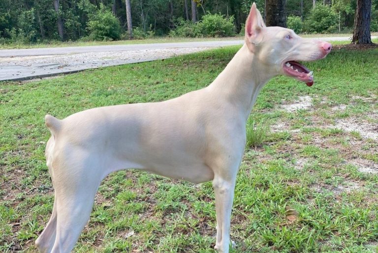 White Doberman Vs Albino Doberman: So Similar, But Different