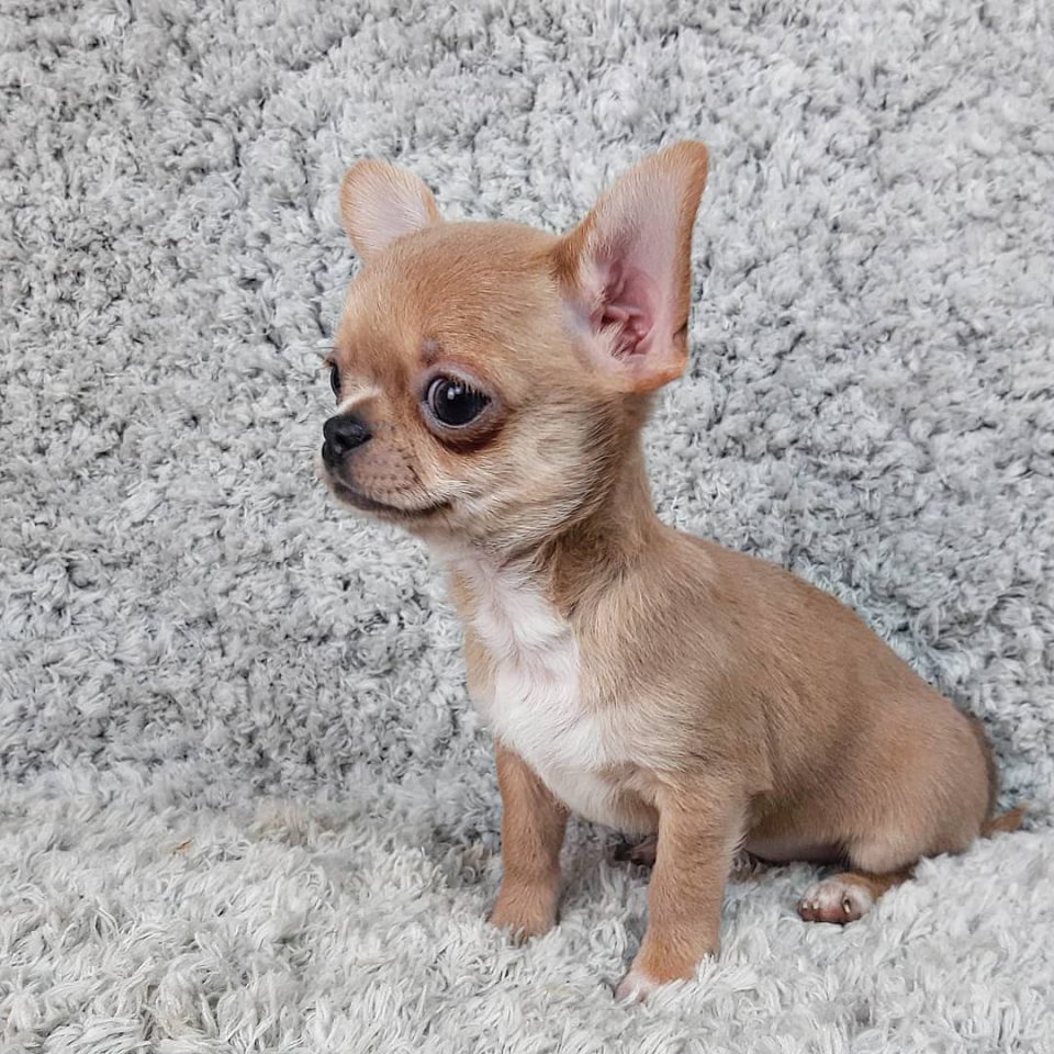 Teacup Chihuahua: The Tiniest Dog With A Huge Backstory