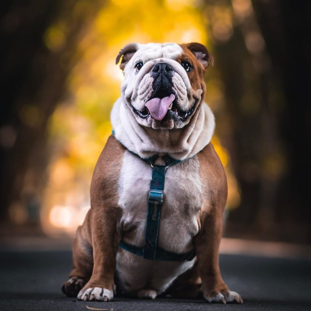 English Bulldog Colors: Cute Bulldog Colors Explained