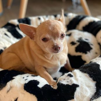 Fat Chihuahua: A Guide To Slimming For Obese Chihuahuas