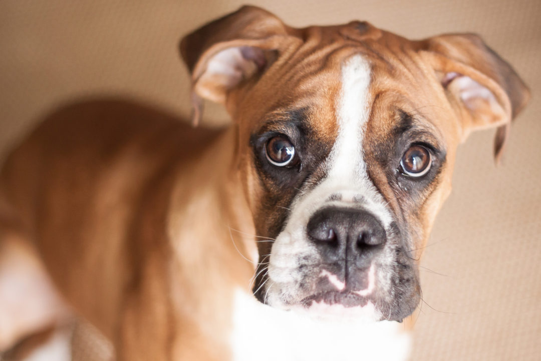 3 Beautiful Boxer Colors & 5 Markings Described