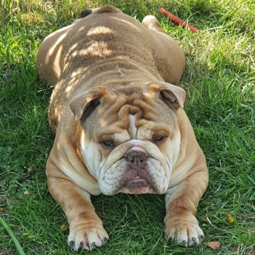 10 English Bulldog Colors All About Standard And Rare Colors