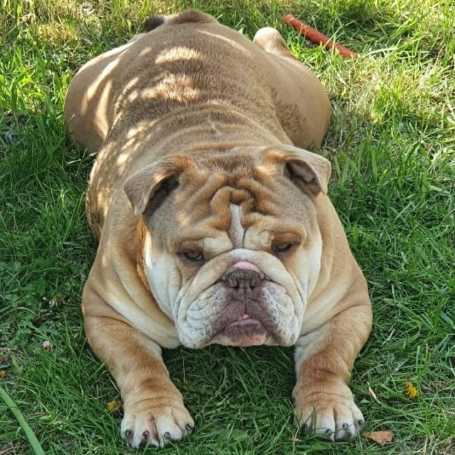 10+ English Bulldog Colors: All About Standard & Rare Colors