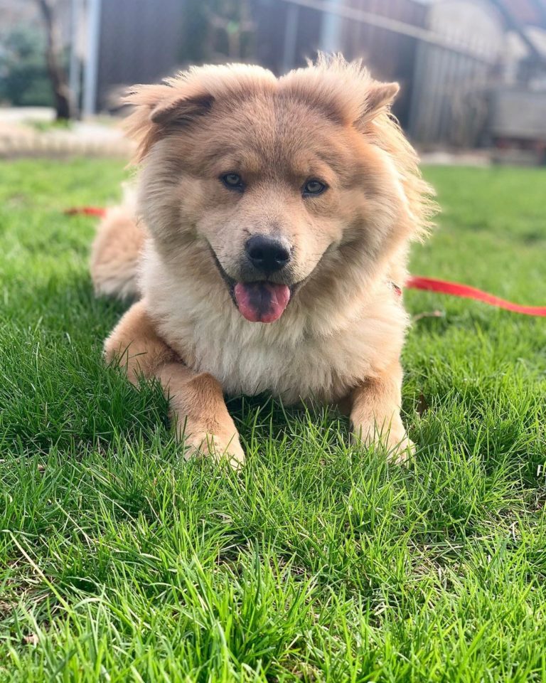 Chow Pei: The Most Unique Mix Of Chinese Dogs