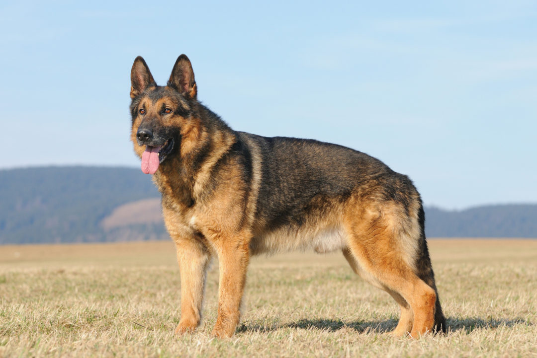 German Shepherd Price: Initial Costs And Additional Expenses