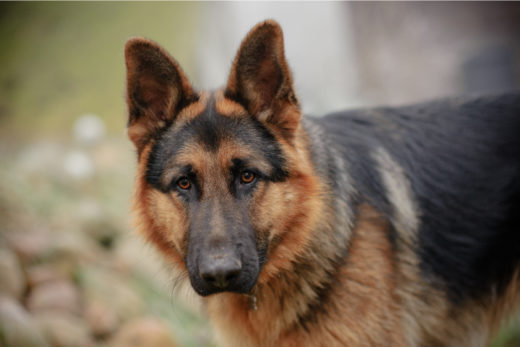 German Shepherd Price: Initial Costs And Additional Expenses