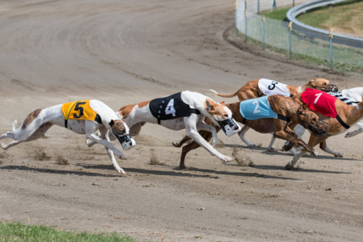 10+ Greyhound Colors: All About This Dog's Coat