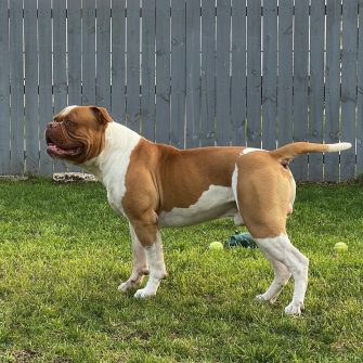 Johnson American Bulldog: In-Depth About This Bully