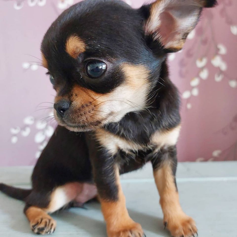 Teacup Chihuahua: The Tiniest Dog With A Huge Backstory