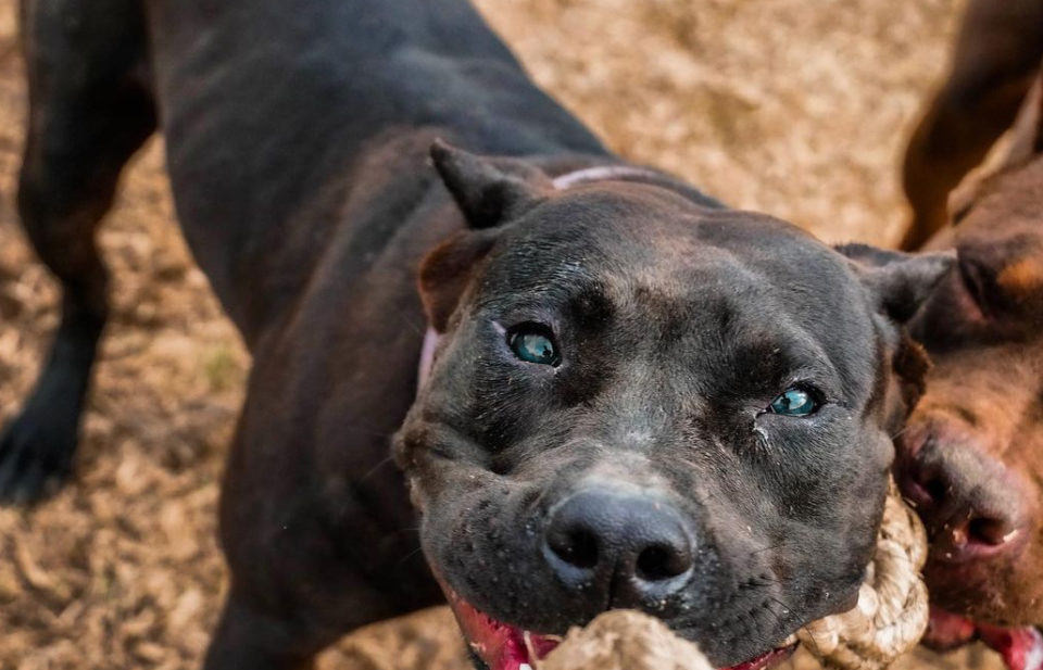 Black Pitbull: Aggressive Hounds Or Sweet Angels?